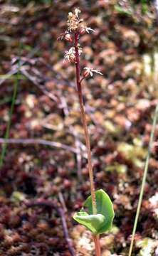 Image of Lesser Twayblade