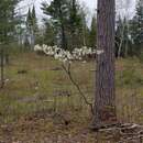 Sivun Amelanchier sanguinea (Pursh) DC. kuva