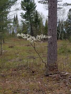 Image of roundleaf serviceberry