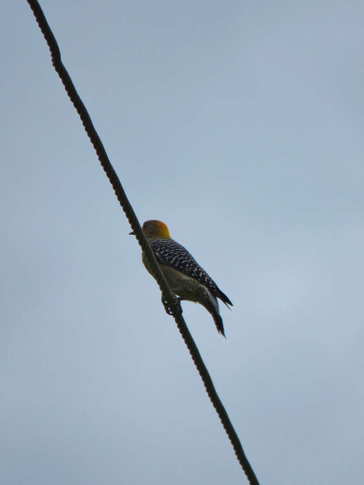 Plancia ëd Melanerpes hoffmannii (Cabanis 1862)