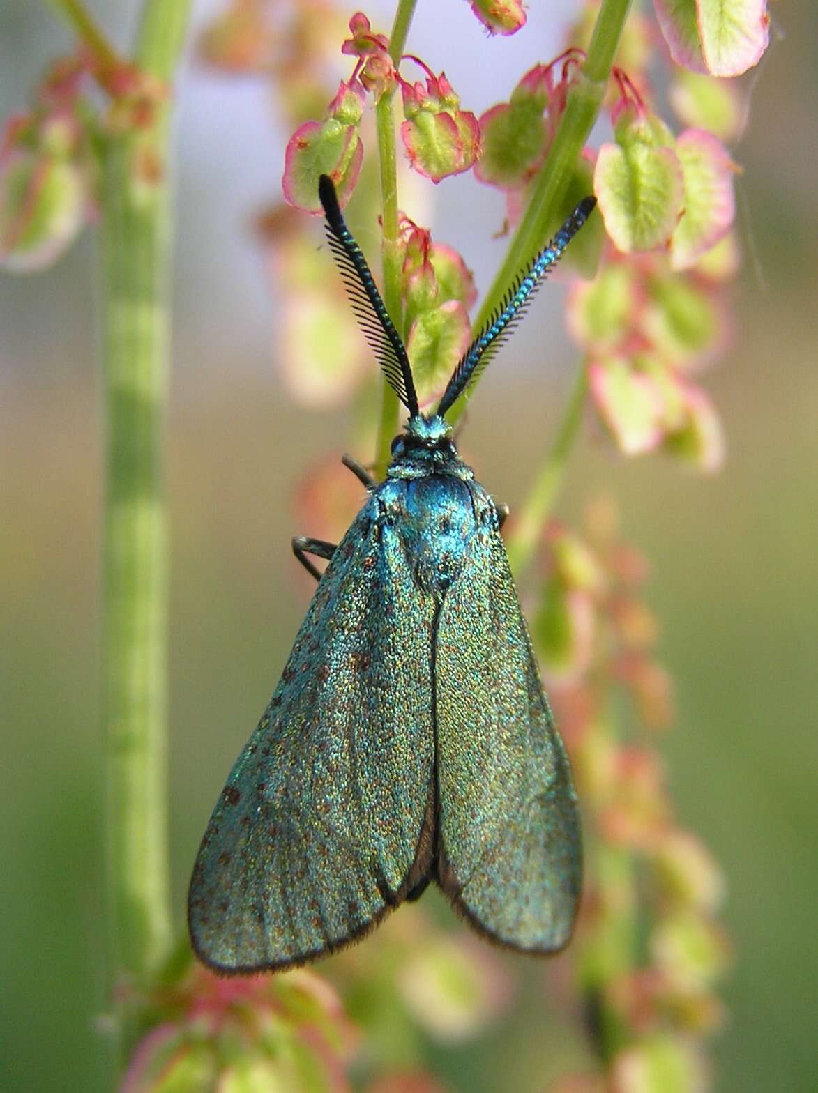 Image of Common Sorrel