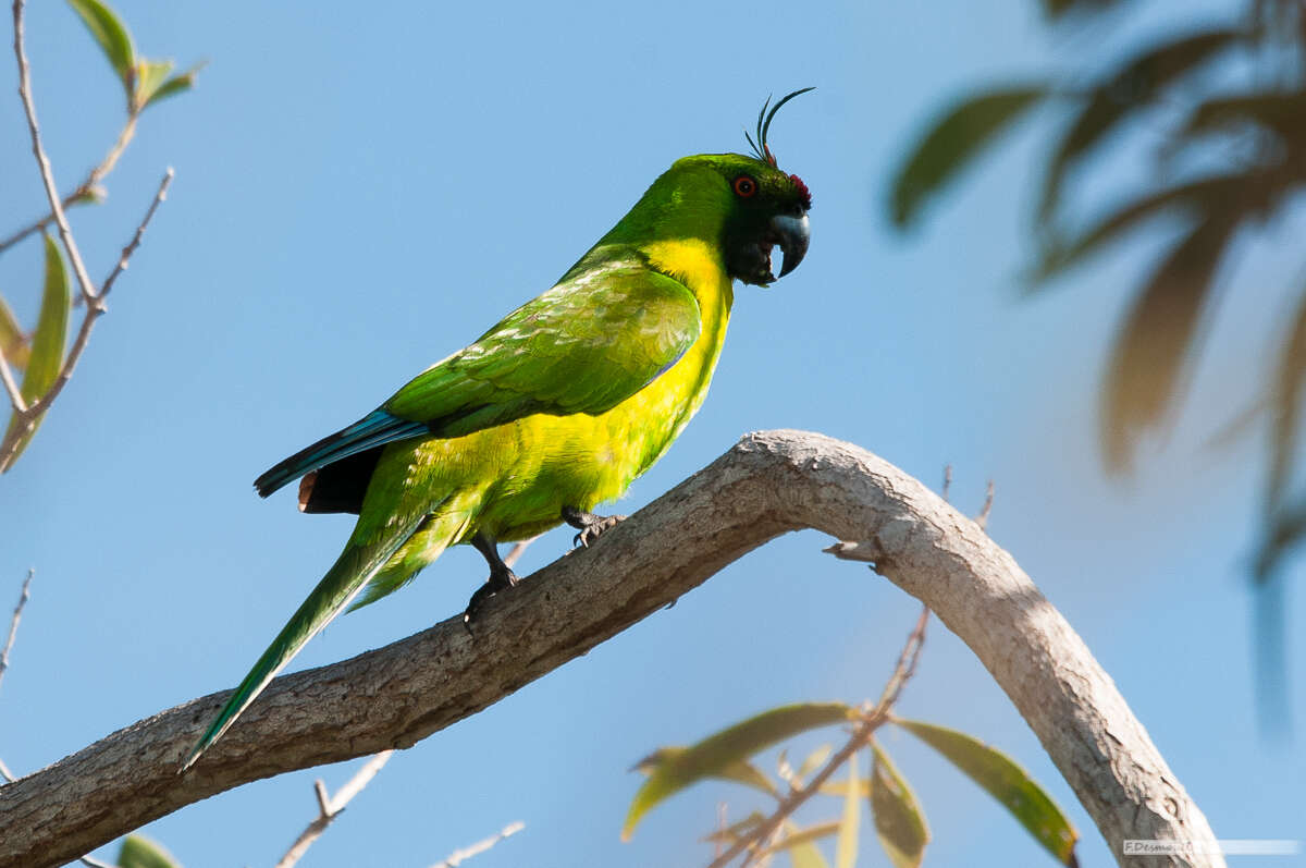 Image of Ouvea Parakeet