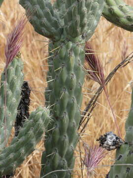 Image de Cylindropuntia bernardina