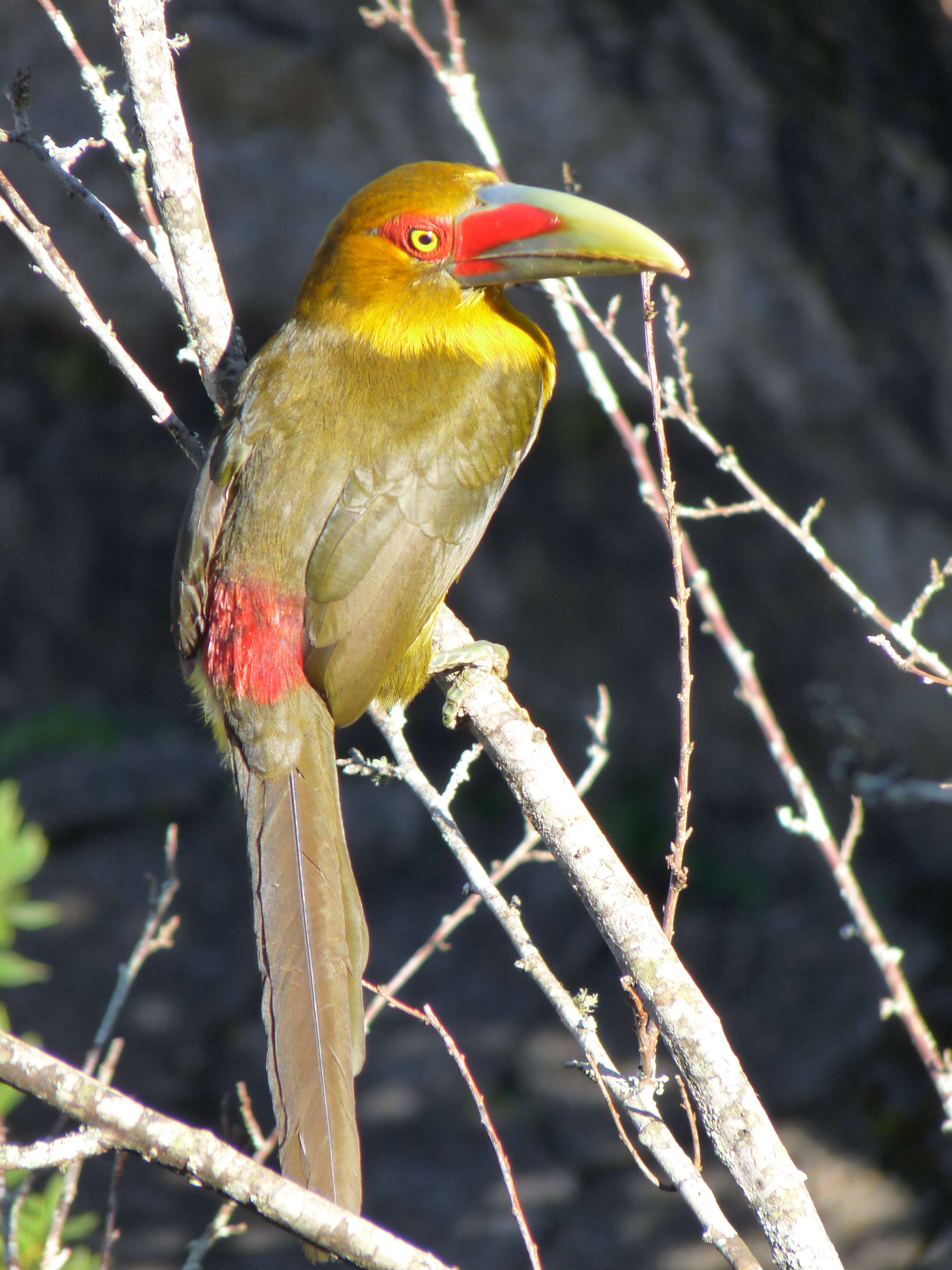 Image of Saffron Toucanet