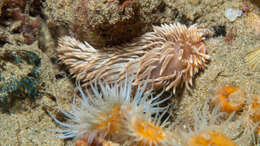 Image of Aeolidiella drusilla Bergh 1900