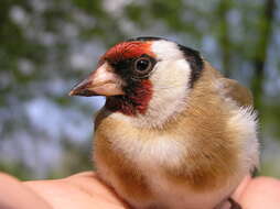 Image of European Goldfinch