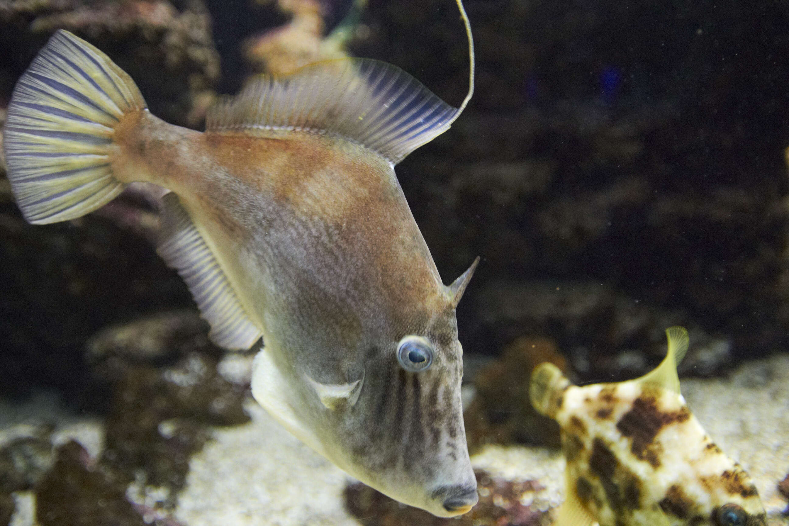 Image of Reticulated leatherjacket