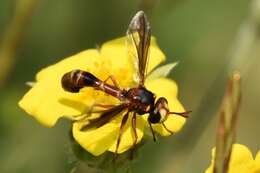 Image of Physocephala texana (Williston 1882)