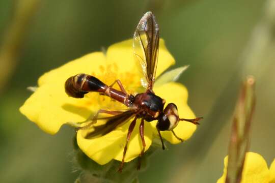 Image of Physocephala texana (Williston 1882)