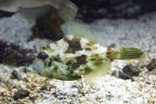 Image of Reticulated leatherjacket