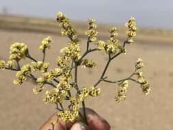 Image de Limonium aureum (L.) Hill