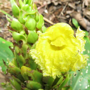 Image of Dimerocostus argenteus (Ruiz & Pav.) Maas