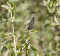 Image of Celastrina echo cinerea (W. H. Edwards 1883)