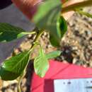 صورة Ludwigia grandiflora (Michaux) Greuter & Burdet