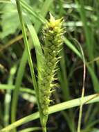 Imagem de Carex atherodes Spreng.