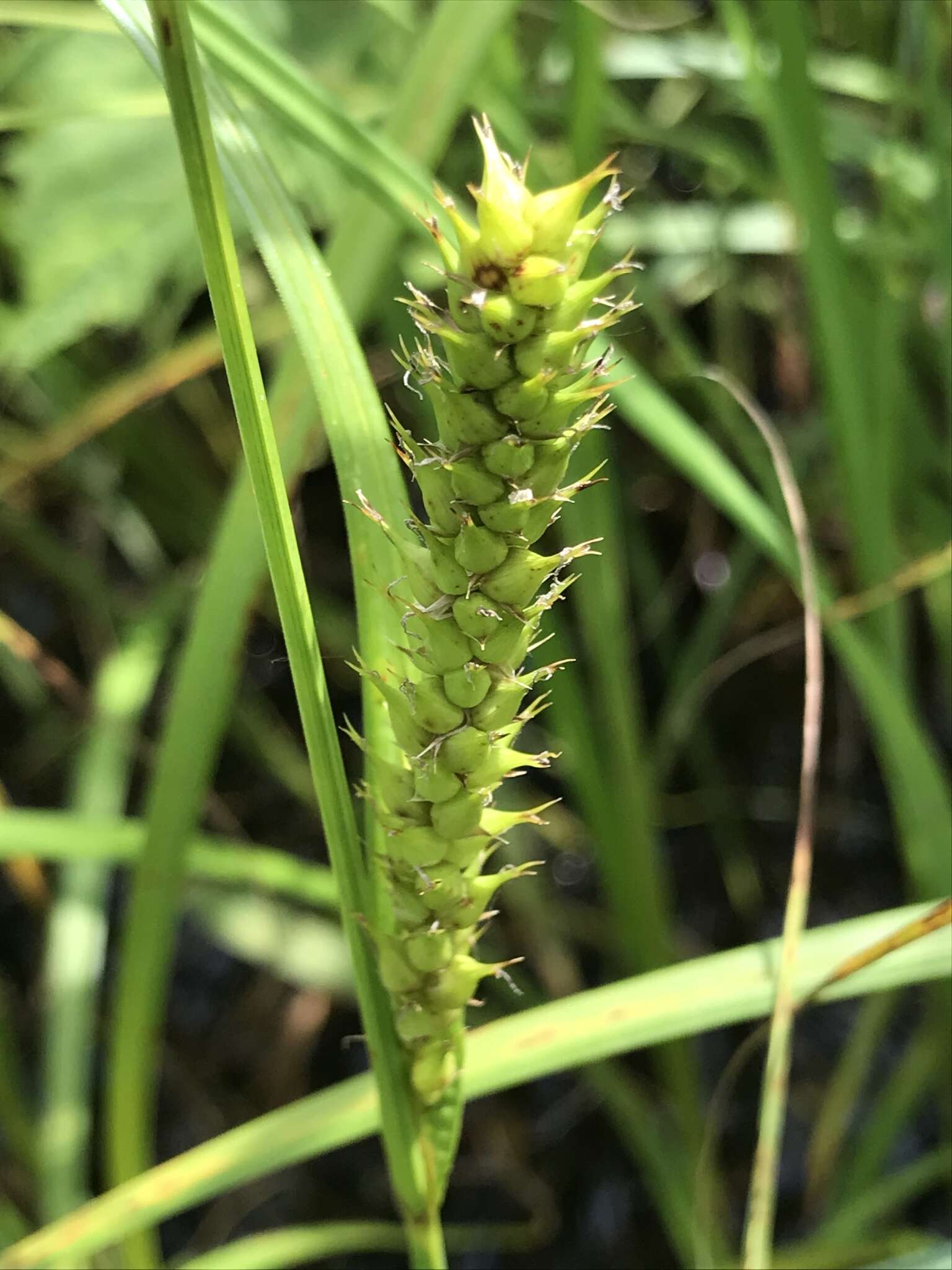 Image de Carex atherodes Spreng.