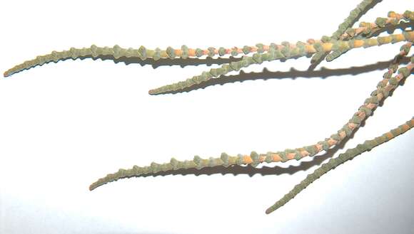 Image of Halocnemum strobilaceum (Pall.) M. Bieb.