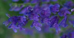 Image of Rocky Mountain penstemon