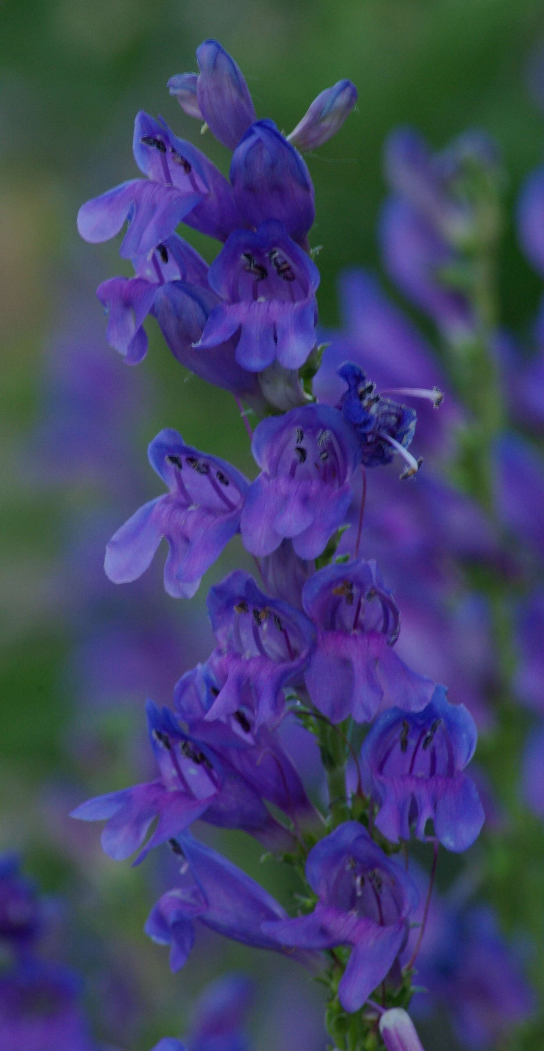 Image of Rocky Mountain penstemon