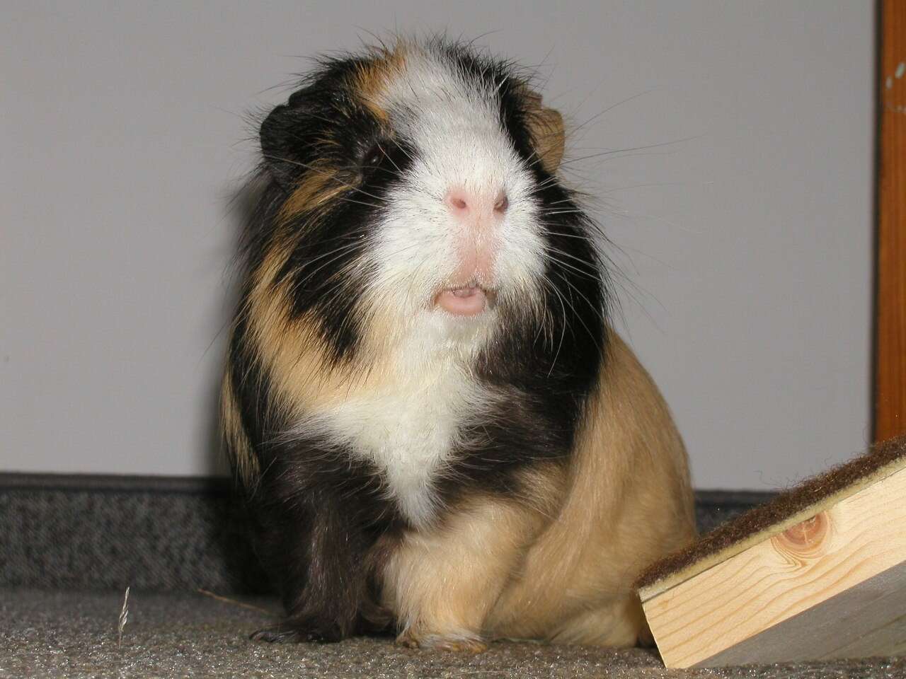 Image of Cavy