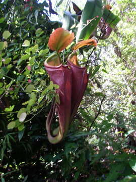 Image of Nepenthes beccariana