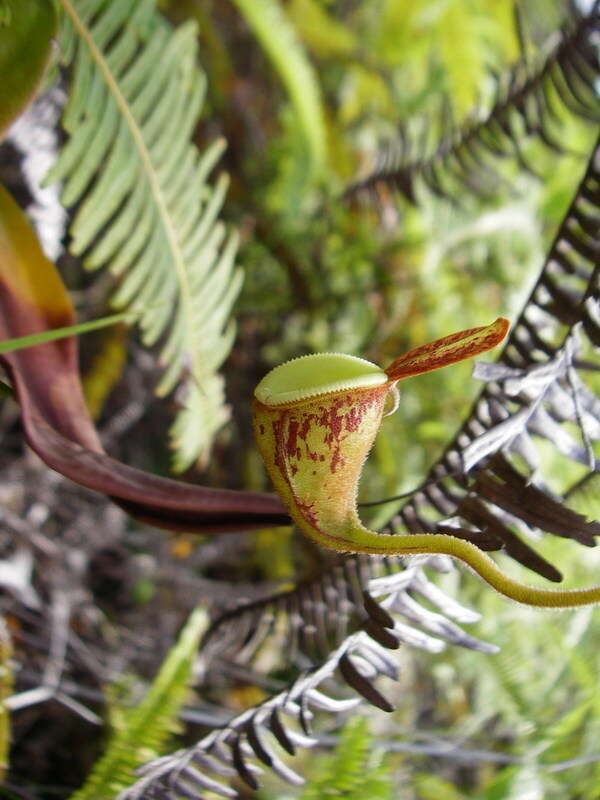 Image of Flask-Shaped Pitcher-Plant