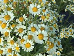 Image of Senecio bonariensis Hook. & Arn.