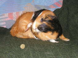 Image of Cavy