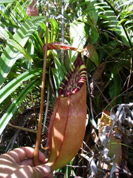 Image of Nepenthes sumatrana (Miq.) G. Beck