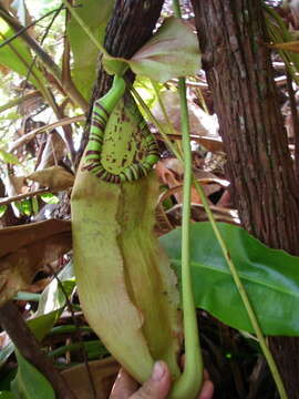 Image of Nepenthes sumatrana (Miq.) G. Beck