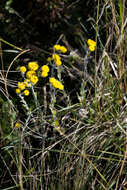 Image of Helichrysum decorum DC.