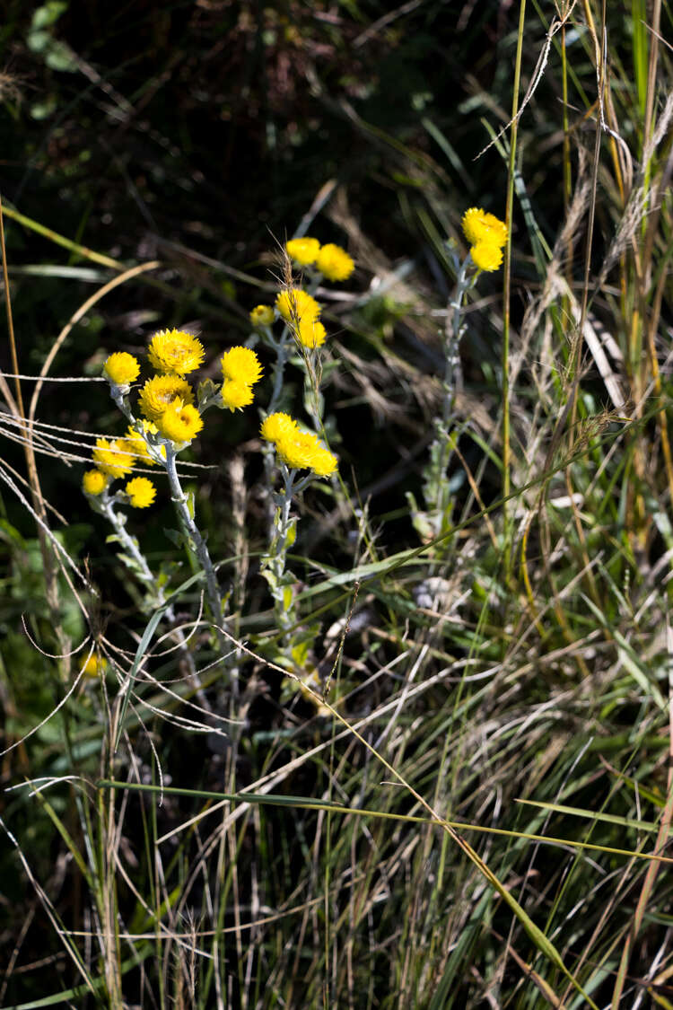 Image of Helichrysum decorum DC.