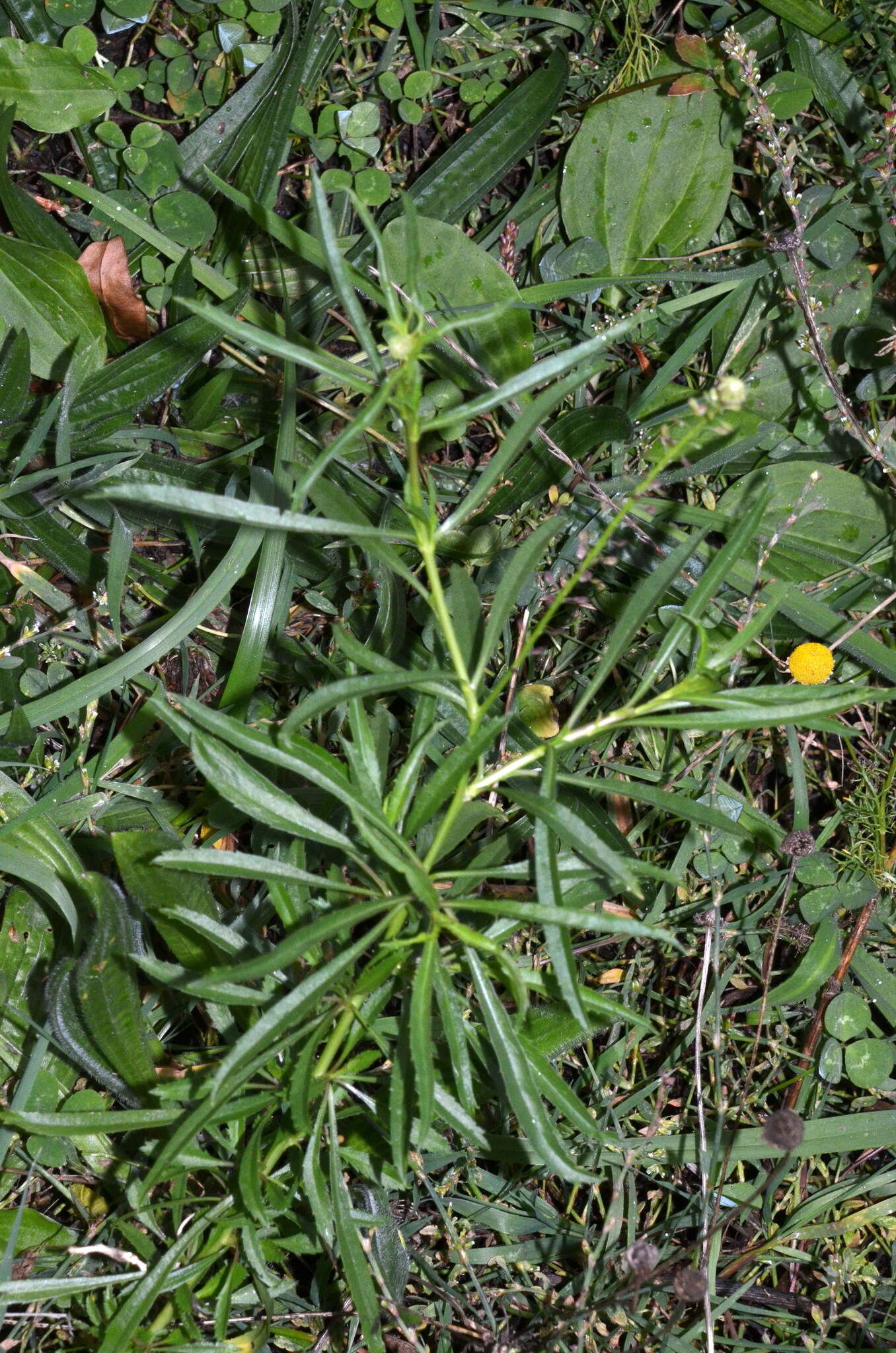 Sivun Lepidium pseudotasmanicum Thell. kuva