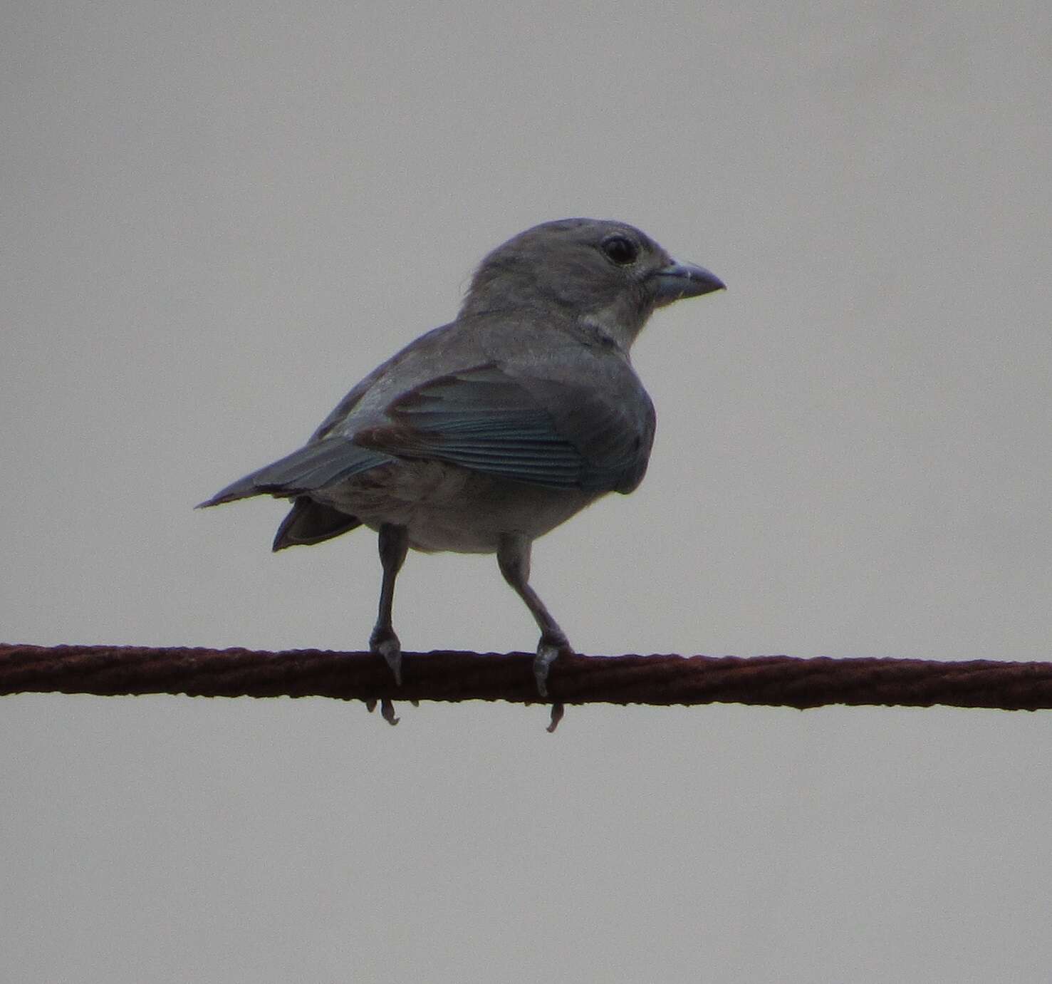 Image of Sayaca Tanager