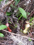 Image of Nepenthes eustachya Miq.