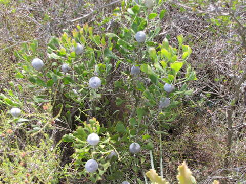 Imagem de Isopogon trilobus R. Br.