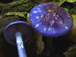 Image of Cortinarius iodes