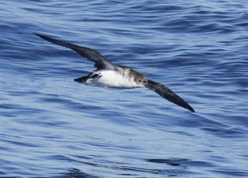 Image of Yelkouan Shearwater