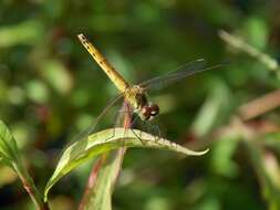 Image of spotted darter