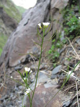 Image of Murbeckiella huetii (Boiss.) Rothm.