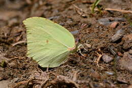 Image of Gonepteryx farinosa (Zeller 1847)