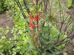 Image of Lessertia frutescens subsp. microphylla