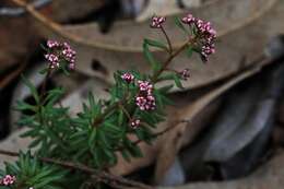 Imagem de Poranthera obovata Halford & R. J. F. Hend.