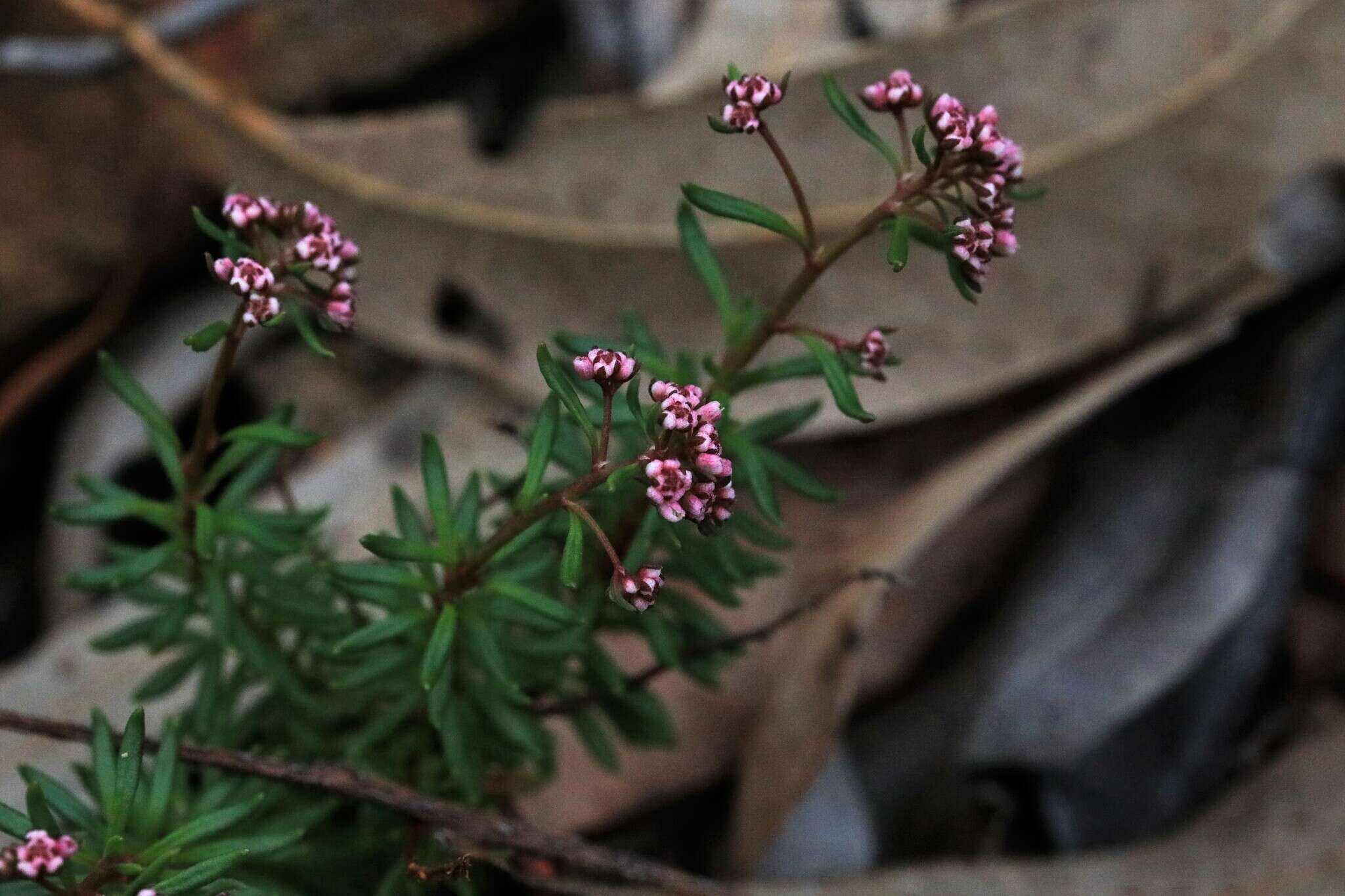 Imagem de Poranthera obovata Halford & R. J. F. Hend.