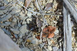 Image of Neocicindela garnerae Larochelle & Larivière 2013