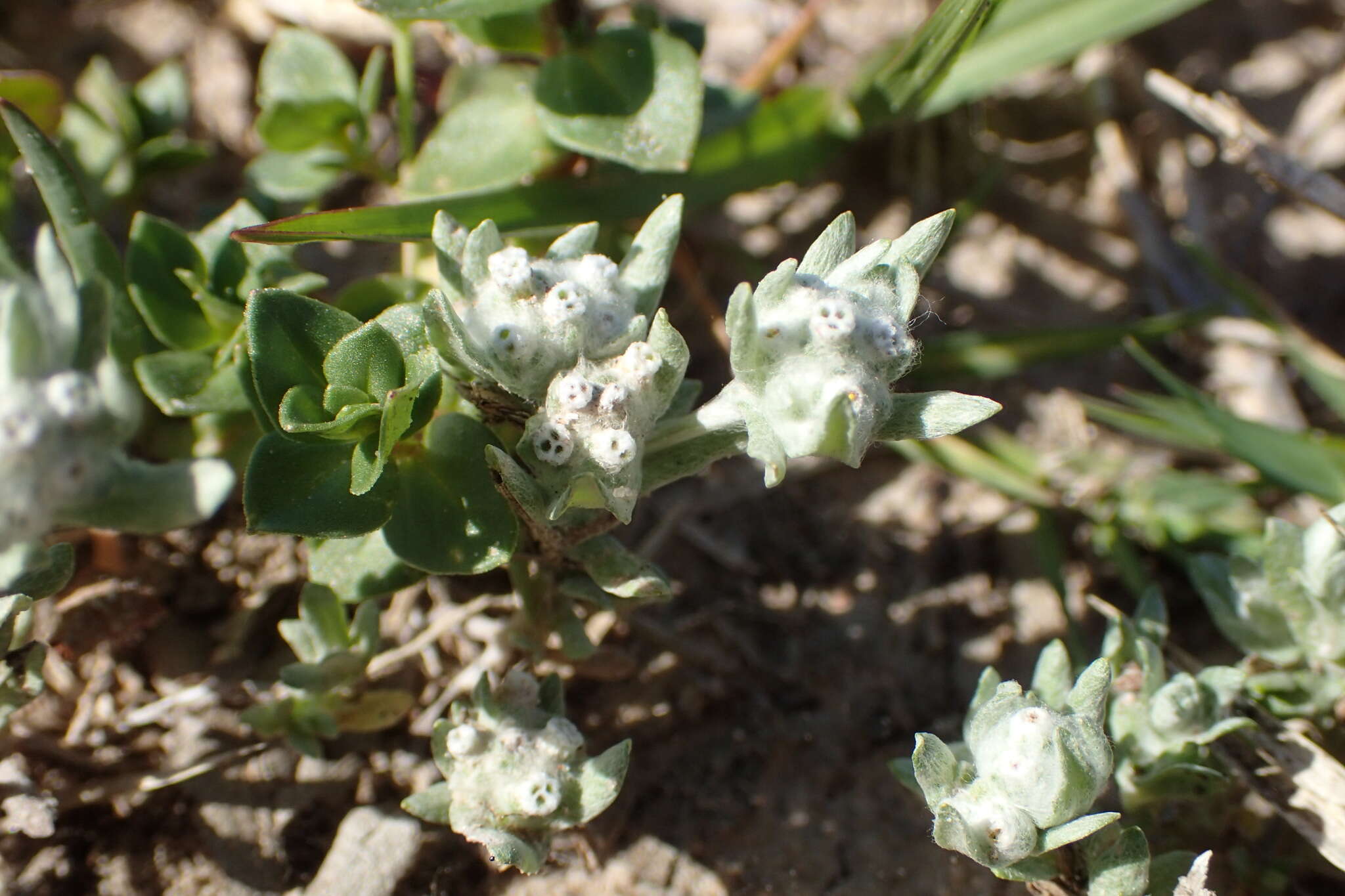 Image of spring pygmycudweed