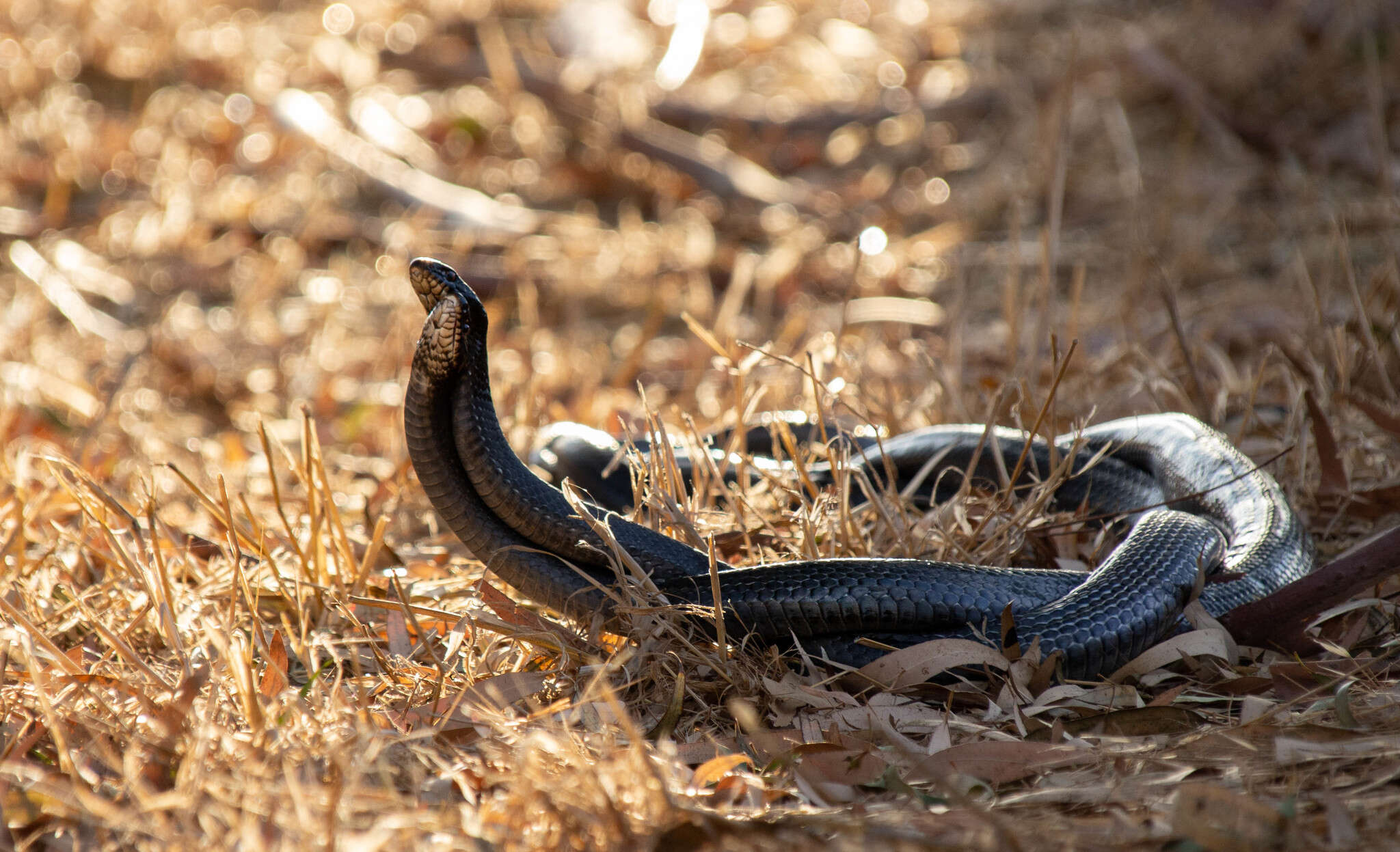 Image de Dolichophis jugularis (Linnaeus 1758)