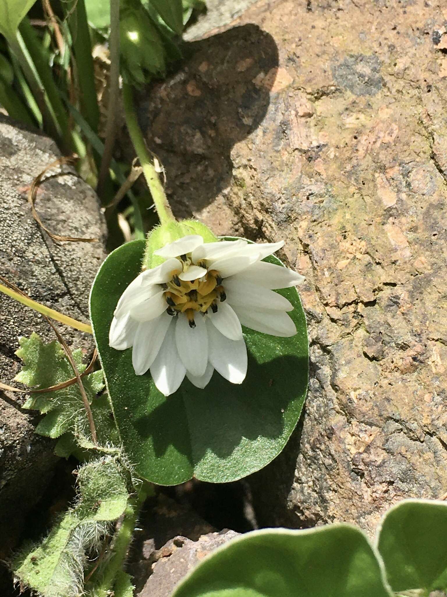 Sivun Perezia multiflora subsp. sonchifolia (Baker) Vuilleum. kuva