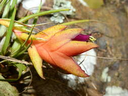 Image of Tillandsia kegeliana Mez