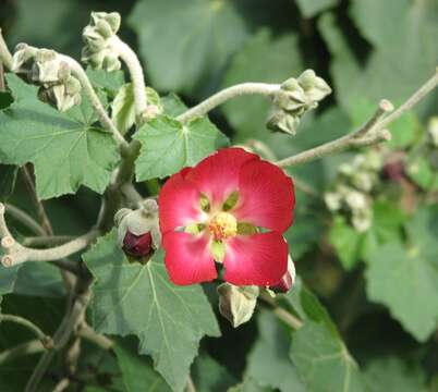 Phymosia umbellata (Cav.) Kearney的圖片